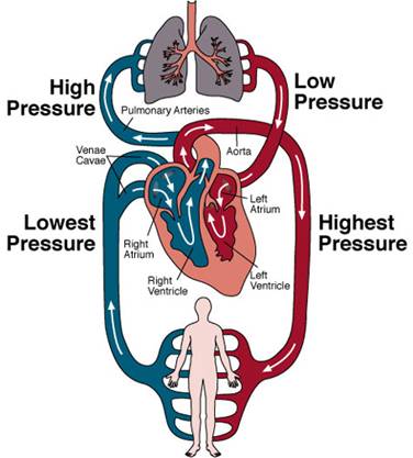 Horses Cardiovascular System